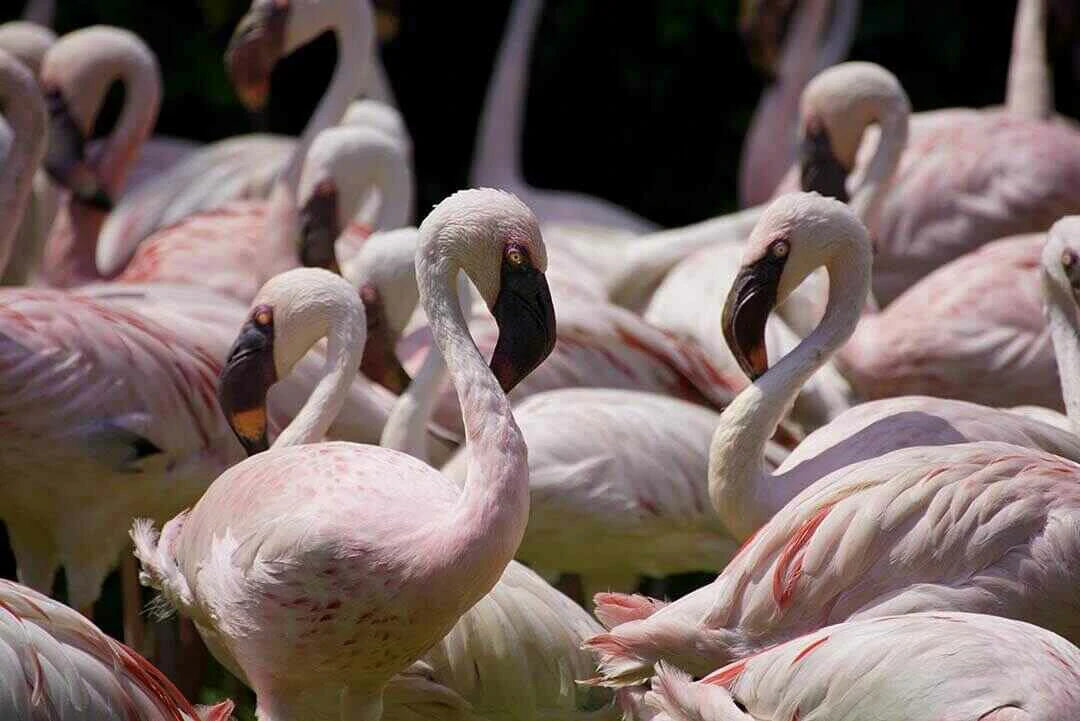 Lesser flamingos